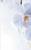 Close-up of white orchids with water droplets. Produktbild-Vorschau