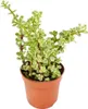 Portulacaria afra var. - Nefritovník - v 8,5cm kvetiná?i Náhľad obrázku produktu 2