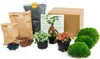 Jardin en bouteille Ficus Ginseng Bonsaï : recharge et kit Voir les images du produit 1