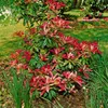 Pieris japonica 'Forest Flame', Japanische Lavendelheide, Produktbild-Vorschau 11