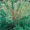 2 x Filzkirsche - Prunus tomentosa | 25-30 cm v kontajneri Náhľad obrázku produktu 2