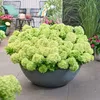 Green boutiQ - Gartenpflanze - Hydrangea panniculata Produktbild-Vorschau 5