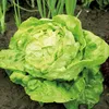 Salát Queen Of May Raný pevný salát Semena 2G Máslový salát Náhled obrázku produktu 16
