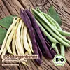 Samenliebe  Bohne Samen | Mischung aus 3 Sorten - bunt - Produktbild-Vorschau 4