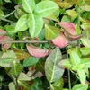 2 x  Euonymus fortunei 'Coloratus'  | 20-30 cm in Anteprima dell’immagine prodotto 1