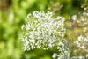 Echtes Mädesüß - Filipendula ulmaria - Heimische Produktbild-Vorschau 1