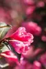 Weigelie Victoria 40-60 cm, im Topf - Weigela florida Produktbild-Vorschau 10