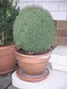 A potted plant on a step. Náhled obrázku produktu