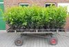 100 Prunus Rotundifolia, Höhe 60-80 cm, Produktbild-Vorschau 1