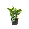 6 x *Hartlelie ventricosa* - *Hosta ventricosa* | Vaso da 9 Anteprima dell’immagine prodotto 2