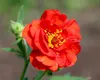 Stauden Gänge 1 x Geum chiloense 'Mrs Bradshaw / Feuerball‘ Produktbild-Vorschau 6