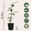 A young plant in a pot, with a ruler indicating its height and icons representing its care needs. Produktbild-Vorschau