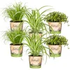 Bloomique - Lot de 6 - Plantes d’intérieur sans danger pour Voir les images du produit 1