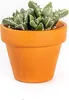 Gardners Lithops mix, priemer 6 cm Náhľad obrázku produktu 6