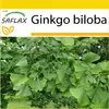 SAFLAX Kultivační sada - ginkgo - Ginkgo biloba - 4 Semena Náhled obrázku produktu 9