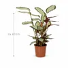 Calathea picturata 'Argentea' ca. 40 cm – Calathea Anteprima dell’immagine prodotto 2
