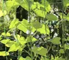 Gartennetz für Pflanzen mit großer Maschenweite 2x10 m/ Produktbild-Vorschau 6