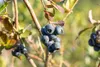 Kulturheidelbeere Bluecrop 80-100 cm, im Topf - Vaccinium Produktbild-Vorschau 3