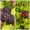 Black Jewel Schwarze Himbeere aromatisch hoher Ertrag süß Produktbild-Vorschau 3