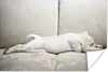 MuchoWow® Poster Labrador Welpe auf Sofa 120x80 cm - Bilder Produktbild-Vorschau 1