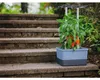 Gusta Garden CHARLY CHILY Štandardný samozavlažovací Náhľad obrázku produktu 7