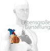 Anatomie Modell Herz des Menschen Anatomiemodell Produktbild-Vorschau 4