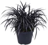Schwarzer Schlangenbart Ophiopogon planiscapus 'Niger' – Produktbild-Vorschau 4