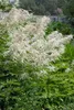 A close-up view of a white Aruncus dioicus plant with green foliage in the background. Produktbild-Vorschau