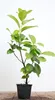 Prunus laurocerasus 'Rotundifolia', Kirschlorbeer, Produktbild-Vorschau 1