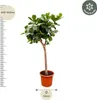 Ficus Lyrata XXL 230cm - Pianta da appartamento extra large Anteprima dell’immagine prodotto 2
