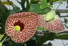 SAFLAX - duchovná rastlina - Aristolochia littoralis syn. Náhľad obrázku produktu 7