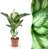 Green BoutiQ - Green is... Plantes d'intérieur - Voir les images du produit 1