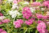Spiraea japonica 'Little Princess', Zwerg-Spiere, rosa, Produktbild-Vorschau 5