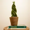 Bloomique - Sansevieria Twister - Język teściowej - Roślina Podgląd zdjęcia produktu 4
