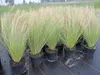 Stipa tenuissima Pony Tails - Zartes Federgras - Produktbild-Vorschau 3