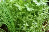 Kräuter-Set (12 Sorten) | Kräutersamen von FLORTUS Produktbild-Vorschau 6