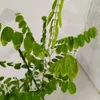 Robinia (Robinia pseudoacacia), witte acacia, hoogte 100 Productafbeelding-voorbeeld 3