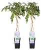 2er-Set - Wisteria Sinensis Prolific - Blauregen Produktbild-Vorschau 2