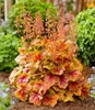 BALDUR Garten 3x Heuchera 'Eternal Flame', Pflanzen im 9x9 Produktbild-Vorschau 3