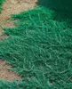 Juniperus horizontalis 'Wiltonii', Kriech-Wacholder, ca. Produktbild-Vorschau 4