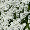 6 x Iberis sempervirens 'Schneeflocke' (Scheefkelk) | Pot Productafbeelding-voorbeeld 1