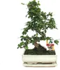 Bonsai Fukientee - Carmona microphylla - circa 10 anni Anteprima dell’immagine prodotto 2