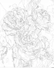 Malen nach Zahlen Erwachsene Blumen Pfingstrosen Weiß 50x40 Produktbild-Vorschau 4