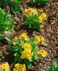 Gartenaurikel, im Topf - Primula x pubescens Produktbild-Vorschau 2