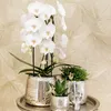 Hummingbird Orchids - White Phalaenopsis Orchid - Niagara Podgląd zdjęcia produktu 7