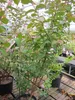 Chinesische Kräuselmyrte Lipan - Lagerstroemia Indica - Produktbild-Vorschau 2