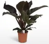 Green boutiQ - Plante d'intérieur - Philodendron - Voir les images du produit 2