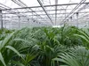 Kentia Premium Palme 160 - 180 cm | bis 10 Pflanzen im Topf Produktbild-Vorschau 4