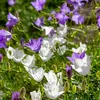 Bloomique - Zestaw 6 sztuk - Campanula Carpatica White Podgląd zdjęcia produktu 1
