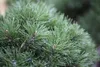 Pinus mugo 'Mops', Bergkiefer, kompakt, ca. 9x9 cm Topf Produktbild-Vorschau 7